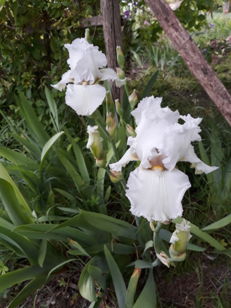 Iris blanc - Flora [identification en cours] 20200291