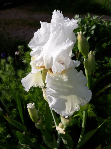 Iris blanc - Flora [identification en cours] 20200292