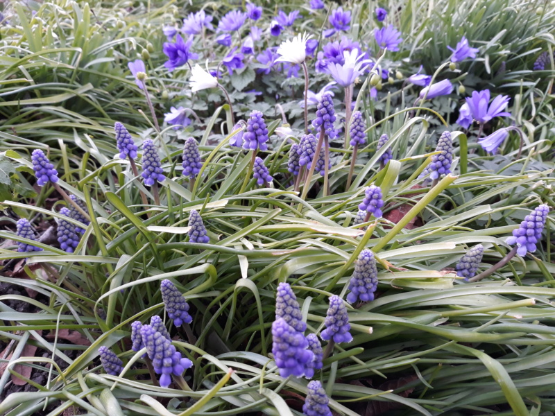 Première saison 2020 au jardin de Flora - Page 5 20200315
