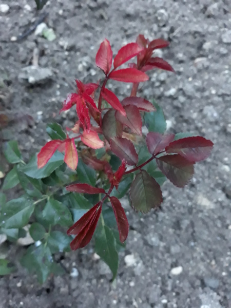 Première saison 2020 au jardin de Flora - Page 5 20200321