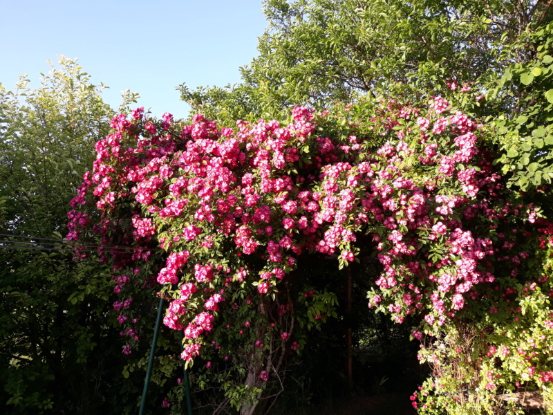 Deuxième saison 2020 au jardin de Flora 20200653