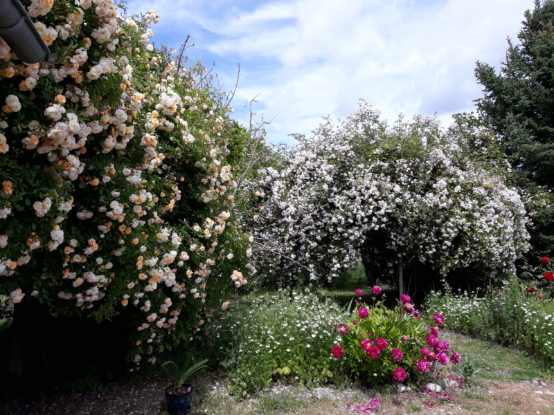 Deuxième saison 2020 au jardin de Flora 20200657