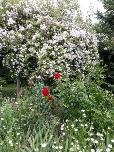 Deuxième saison 2020 au jardin de Flora 20200659