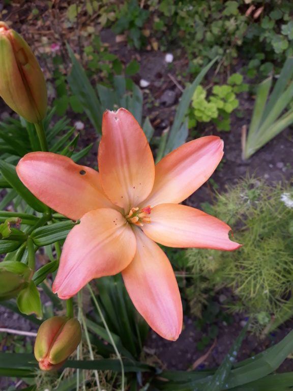 Deuxième saison 2020 au jardin de Flora - Page 2 20200852