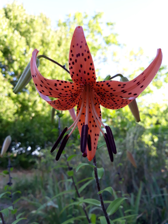 Retour sur les dernières couleurs au jardin de Flora saison 2020 20201366