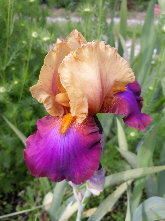 Floraison d'iris de 2017 ....... à 2022 - Page 31 20210180