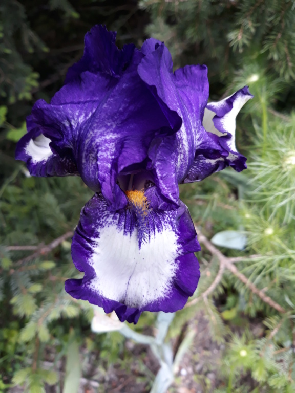 Floraison d'iris de 2017 ....... à 2022 - Page 31 20210197