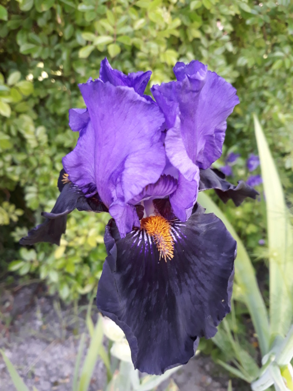 Floraison d'iris de 2017 ....... à 2022 - Page 33 20210292