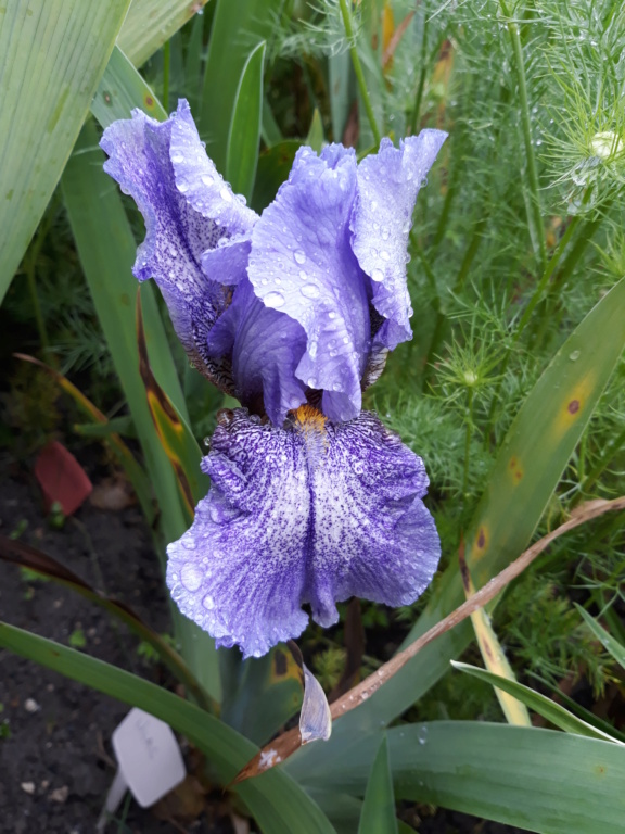 Iris 'Lilac Showers' - Duane MEEK - 1987  - Flora [identification terminée] 20210299