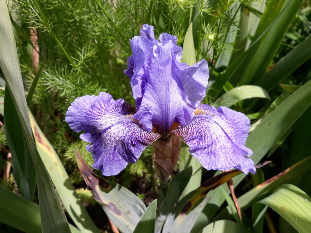 Iris 'Lilac Showers' - Duane MEEK - 1987  - Flora [identification terminée] 20210300