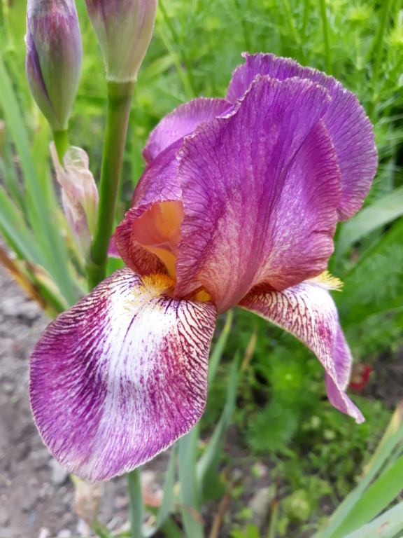 Iris 'Manoir de Launay'- Flora [identification terminée] 20210303
