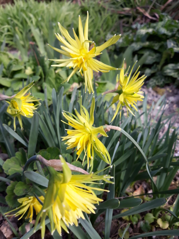 Les plantounes et la nature de Flora Saison 2021 20210326