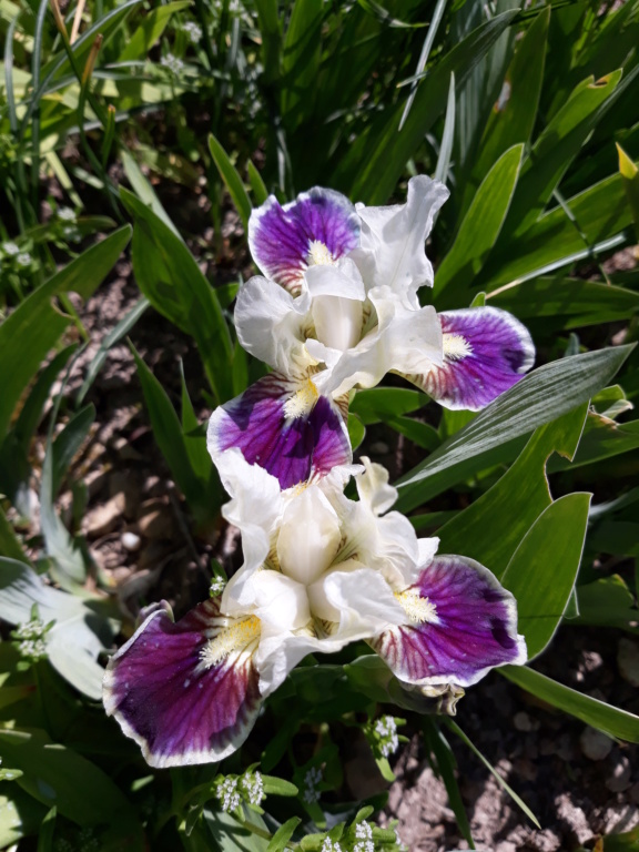 Floraison d'iris de 2017 ....... à 2022 - Page 20 20210458