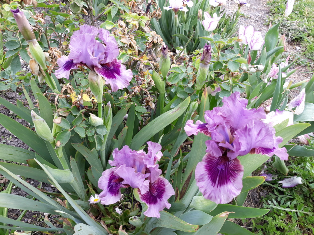 Floraison d'iris de 2017 ....... à 2022 - Page 23 20210515