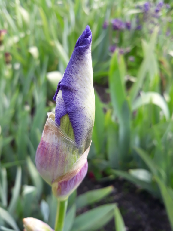 Iris plicata bleu - BPF Flora [identification en cours] 20210584
