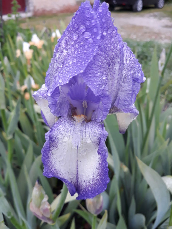 Iris plicata bleu - BPF Flora [identification en cours] 20210587