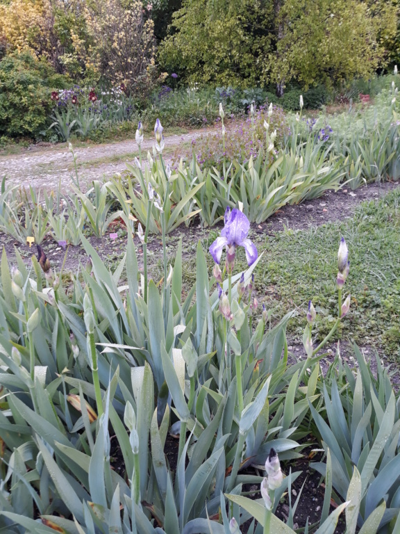 Iris plicata bleu - BPF Flora [identification en cours] 20210588