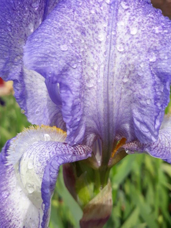 Iris plicata bleu - BPF Flora [identification en cours] 20210591