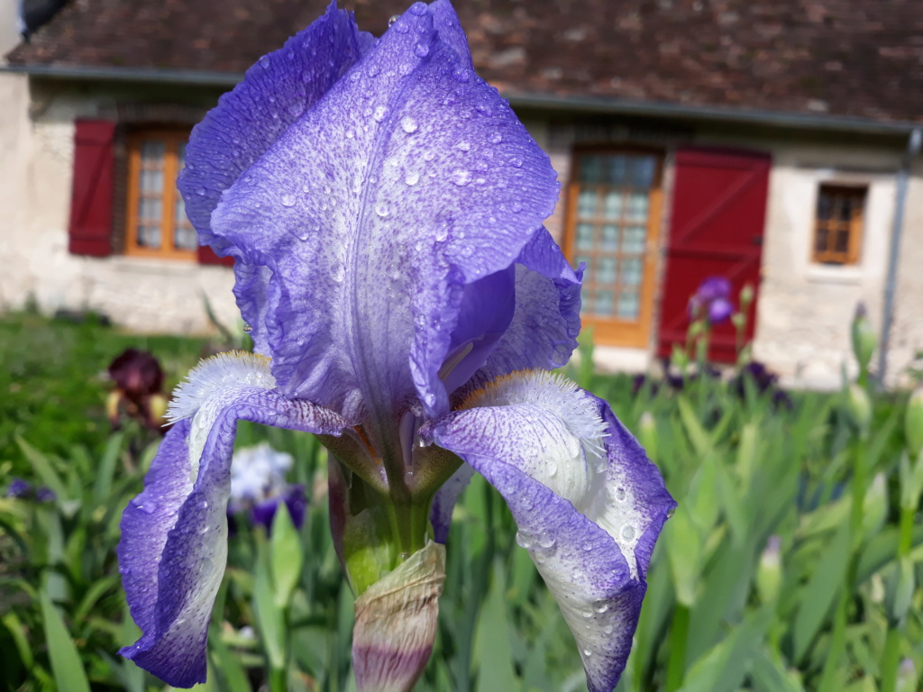 Iris plicata bleu - BPF Flora [identification en cours] 20210592