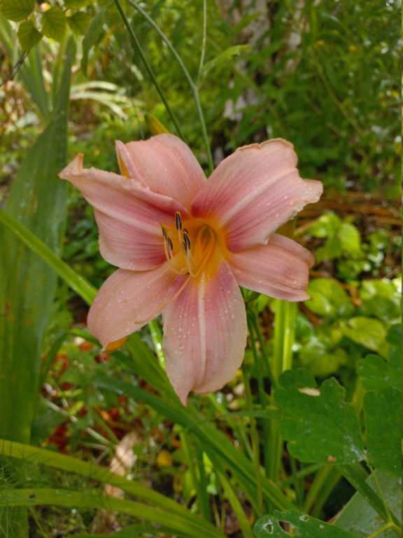 Hemerocalle,Hemerocallis 20210938