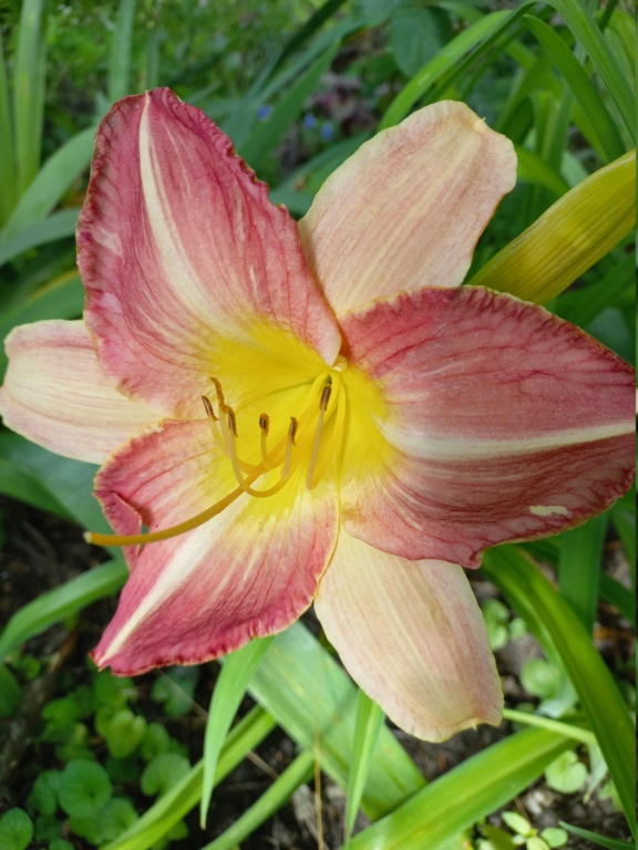 Hemerocalle,Hemerocallis - Page 2 20210941