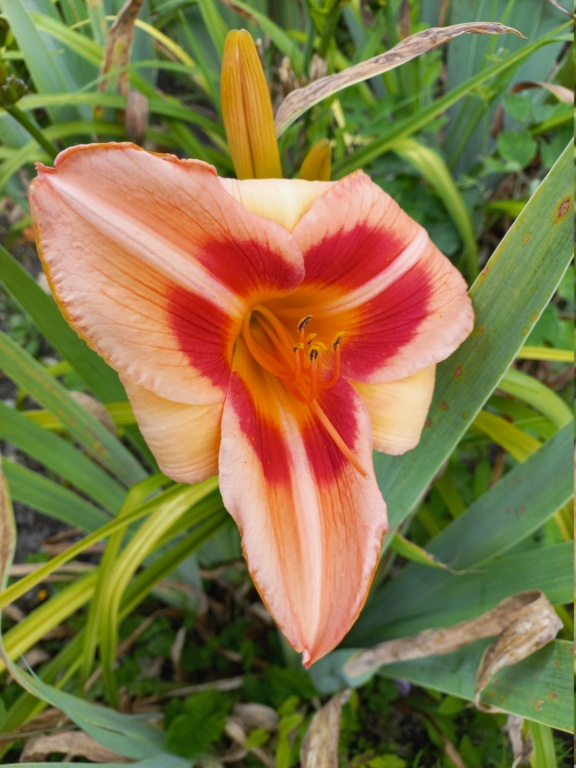Hemerocalle,Hemerocallis - Page 4 20210949