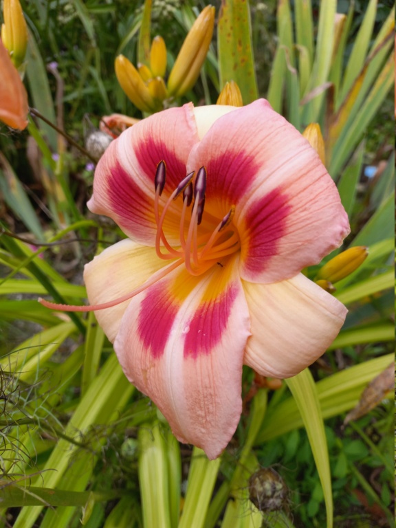 Hemerocalle,Hemerocallis - Page 4 20210957
