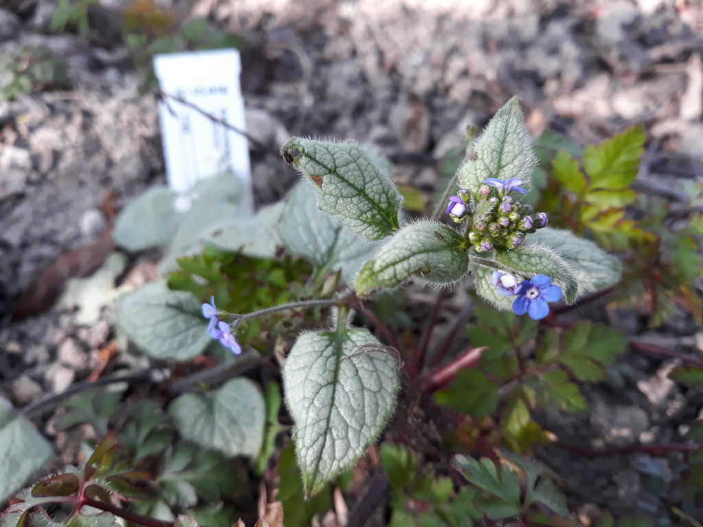 Les plantounes et la nature de Flora Saison 2021 - Page 3 20211131