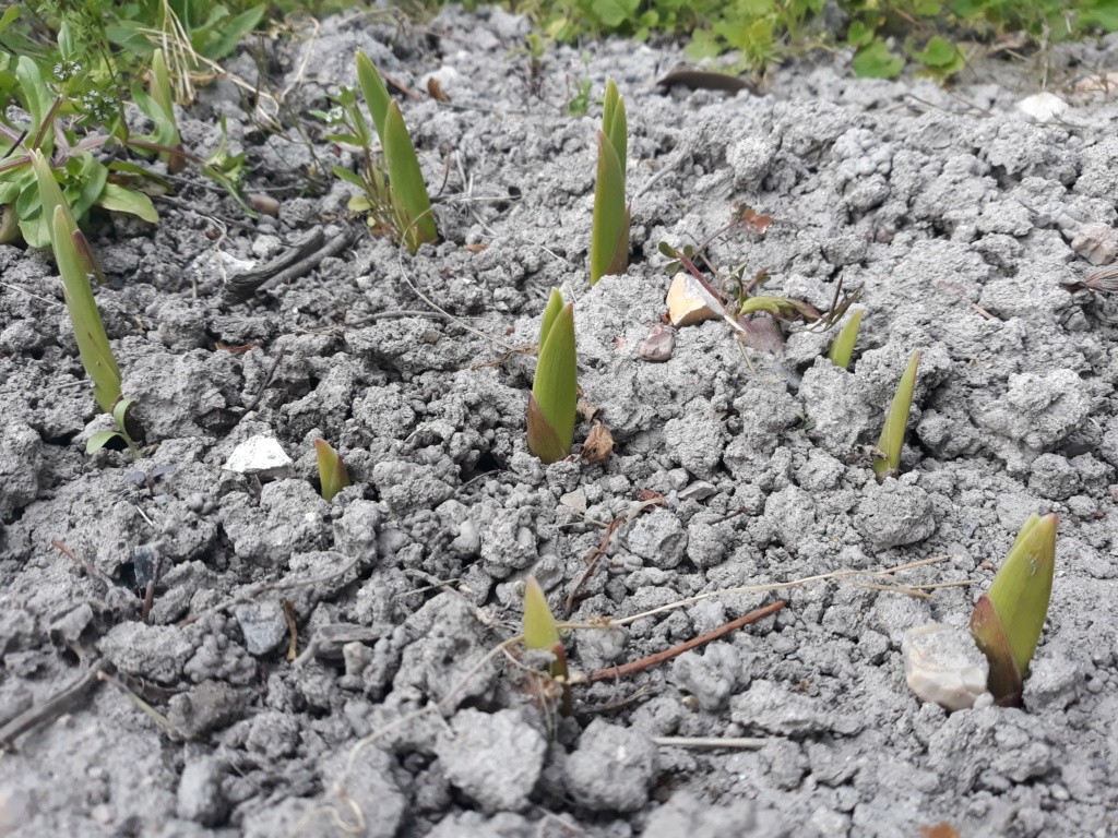 Les plantounes et la nature de Flora Saison 2021 - Page 3 20211137