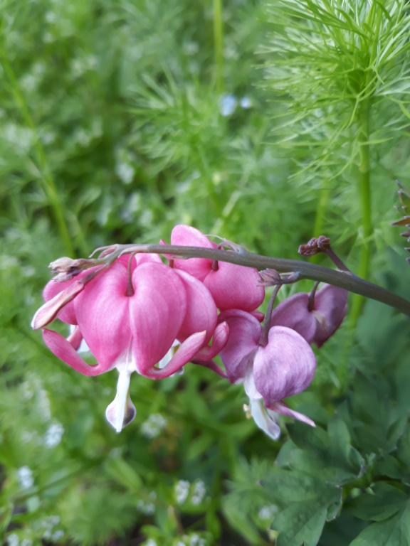 Les plantounes et la nature de Flora Saison 2021 - Page 3 20211163