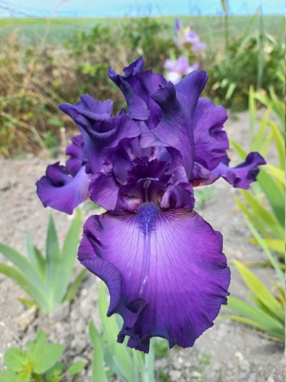 Floraison d'iris de 2017 ....... à 2022 - Page 13 20220169