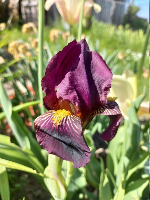 Iris 'Red Orchid' [Identification] 20220456
