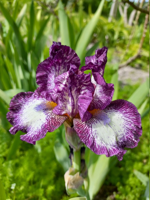 Floraison d'iris de 2017 ....... à 2022 20220466