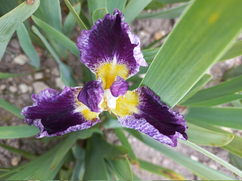 Floraison d'iris de 2017 ....... à 2022 20220468