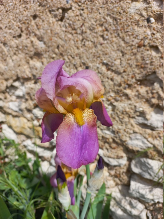 Floraison d'iris de 2017 ....... à 2022 20220469