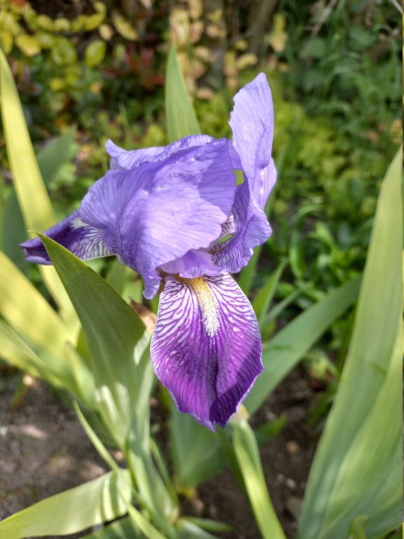 Floraison d'iris de 2017 ....... à 2022 20220472