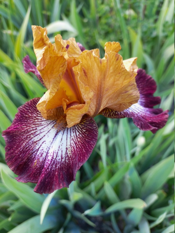 Floraison d'iris de 2017 ....... à 2022 - Page 4 20220511
