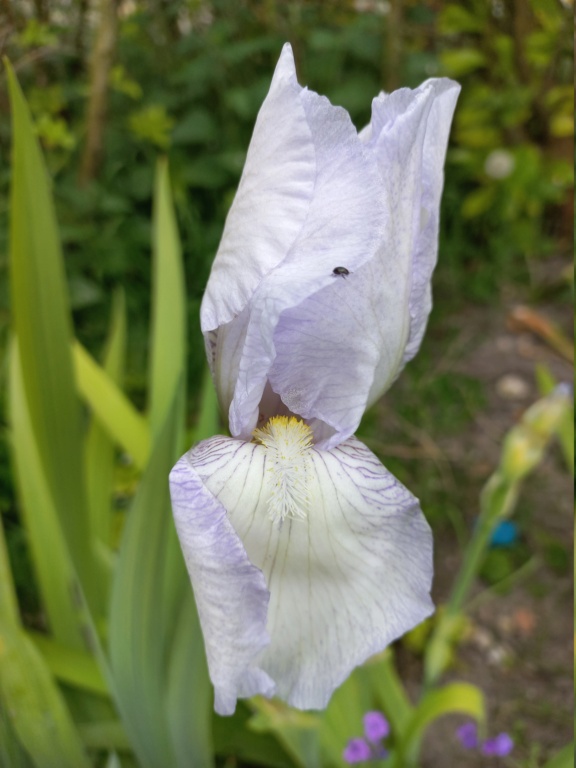 Iris 'English Cottage' - Lloyd Zurbrigg 1976 20220526