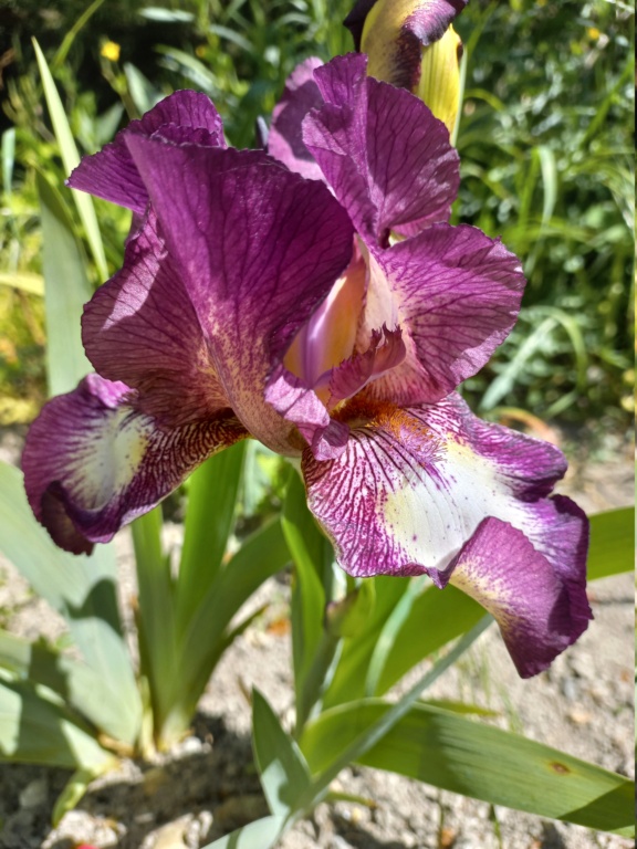 Iris 'Rapsberry Ribbon' [Identification] Nouvel iris plicata rose soutenu (ou lie de vin) 20220553