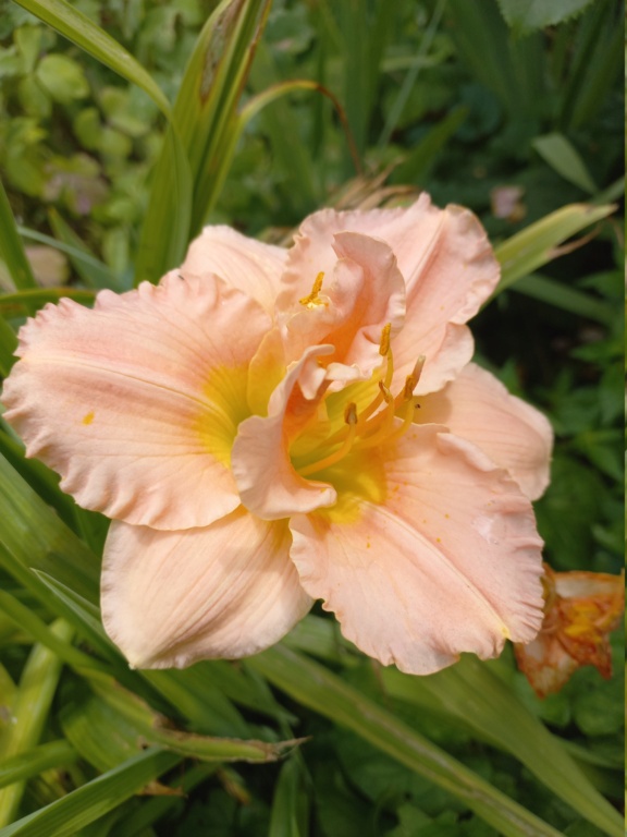 Hemerocalle,Hemerocallis - Page 11 20220650