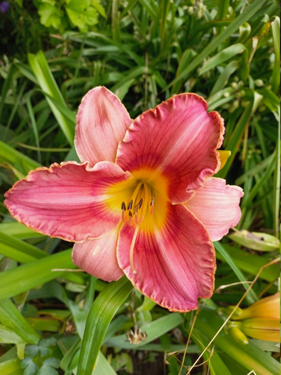 Hemerocalle,Hemerocallis - Page 11 20220652