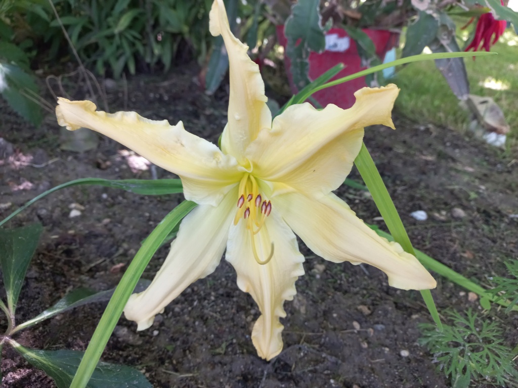 Hemerocalle,Hemerocallis - Page 13 20220716