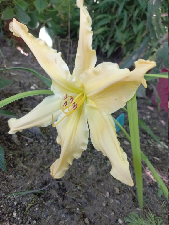 Hemerocalle,Hemerocallis - Page 13 20220717