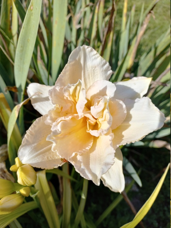 Hemerocalle,Hemerocallis - Page 13 20220719