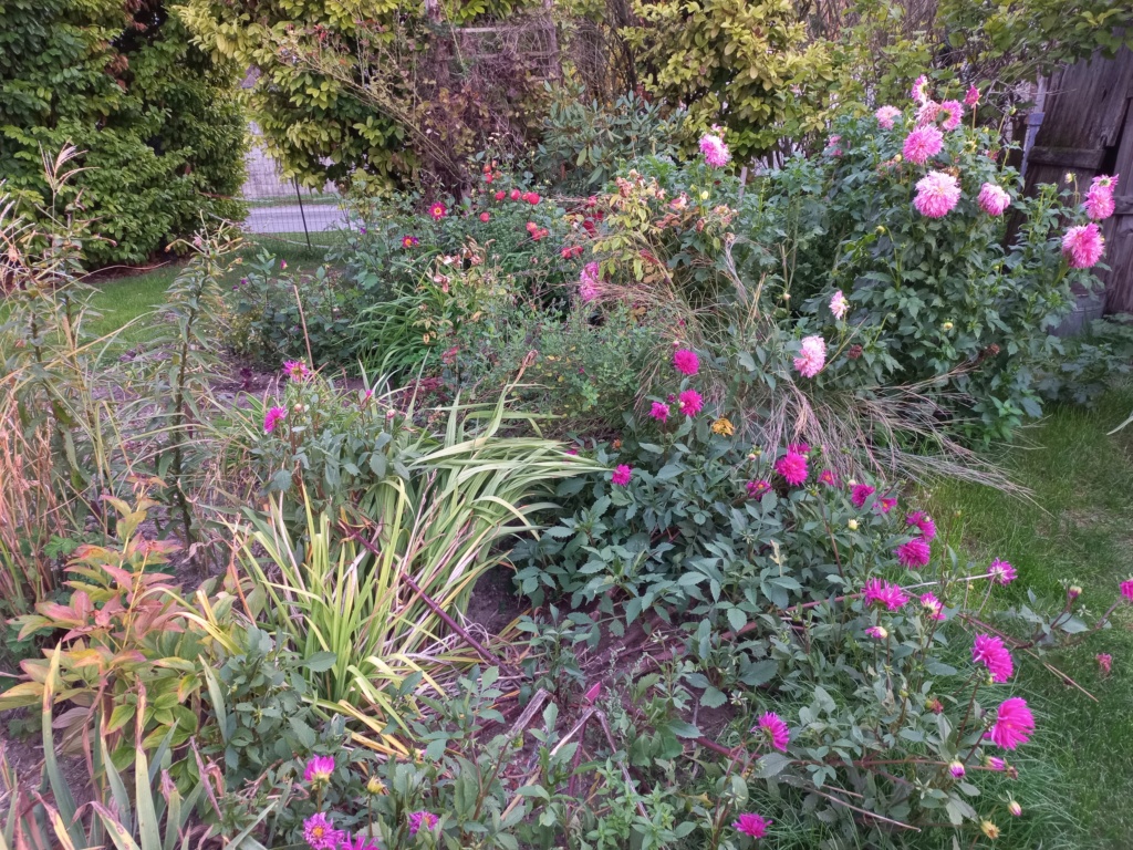 Dahlia - Page 43 20220930