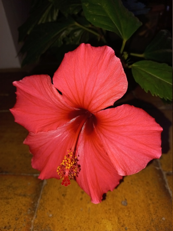 Hibiscus rosa sinensis - Page 9 20221027