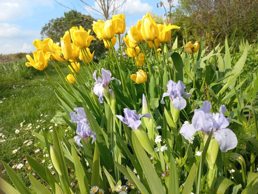 Floraison d'iris de 2017 ....... à 2022 - Page 39 Blue_d12