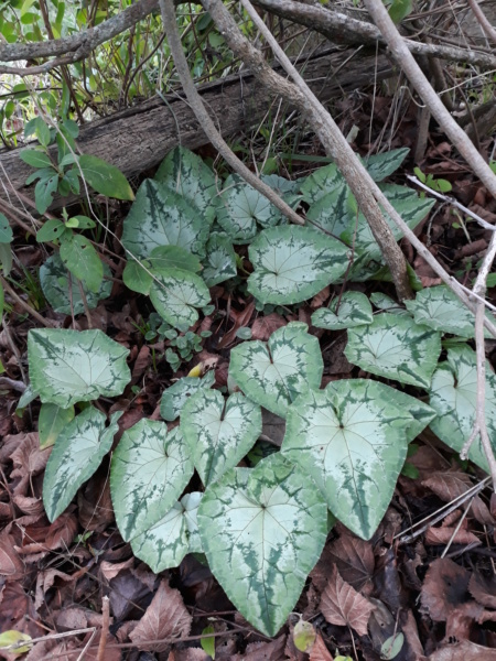 Première saison 2020 au jardin de Flora - Page 2 Cyclam13