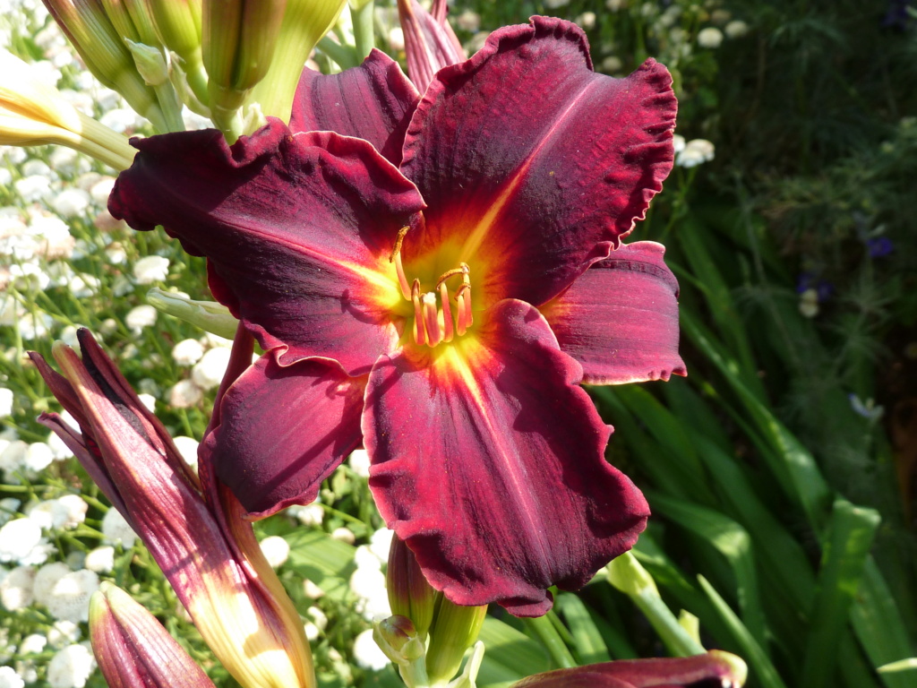 Hemerocallis ' Ed Murray' - Grovatt 1971 Ed_mur10