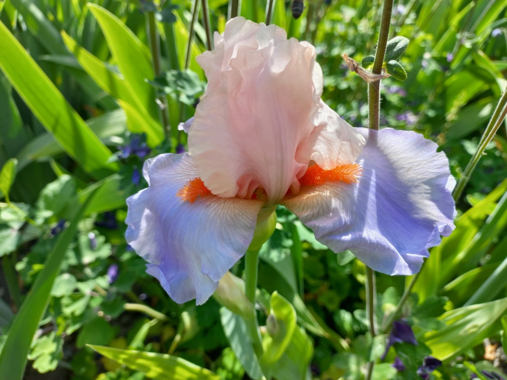 Iris 'French Cancan' - R. Cayeux 2001 French13